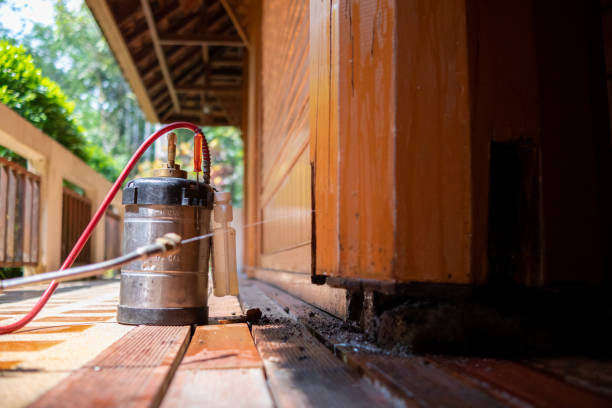 Best Wasp Removal Services  in Belton, MO