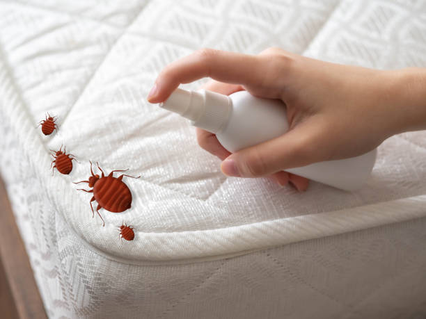 Best Local Pest Control Services  in Belton, MO